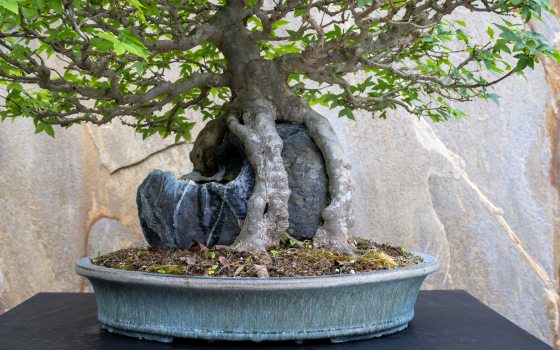 image of a bonsai tree in a blue pot and gray rock in its roots